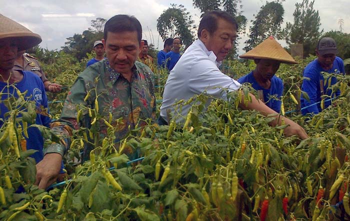Cabai pun Naik Pesawat, Demi Penuhi Kebutuhan Konsumen Setiap Hari